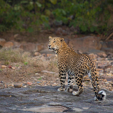 Panna National Park